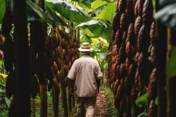 Treatment Mayan Cacao   90 minutes